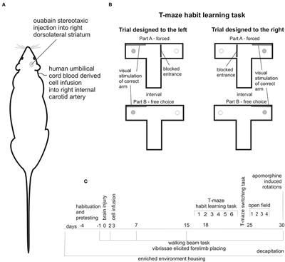 Intra-arterial Administration of Human Umbilical Cord Blood Derived Cells Inversed Learning Asymmetry Resulting From Focal Brain Injury in Rat